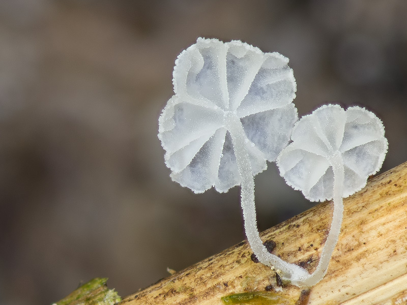 Resinomycena saccharifera